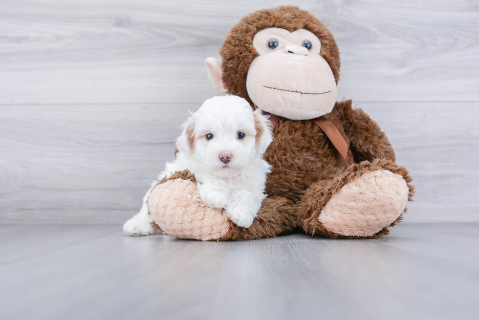 Maltipoo Puppy for Adoption