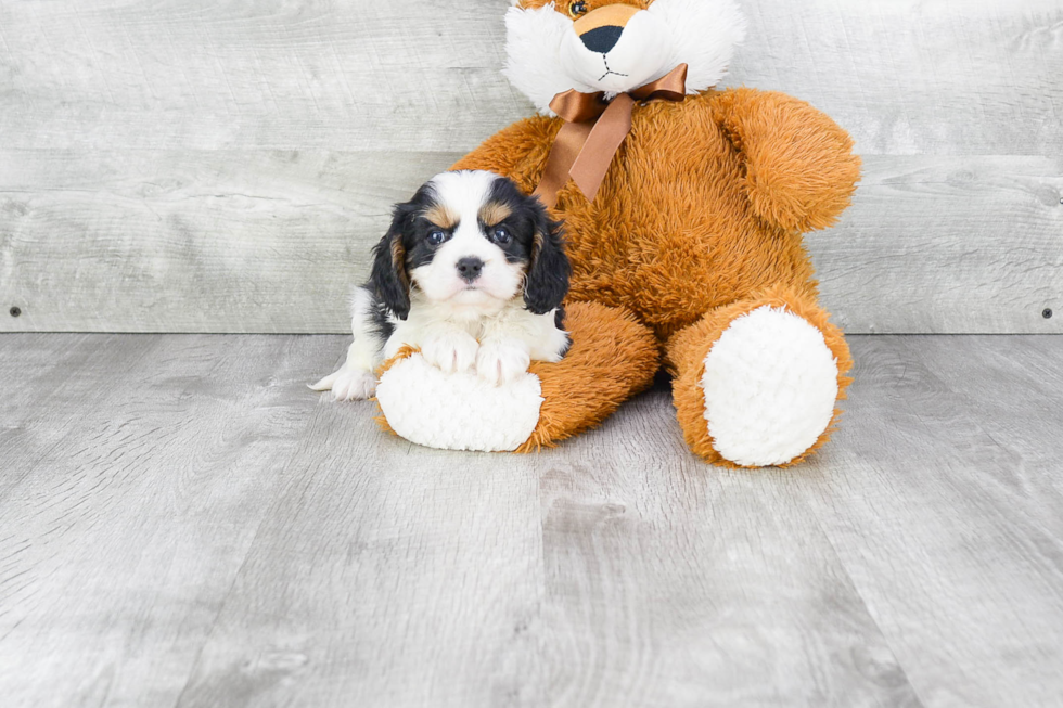 Friendly Cavalier King Charles Spaniel Purebred Pup