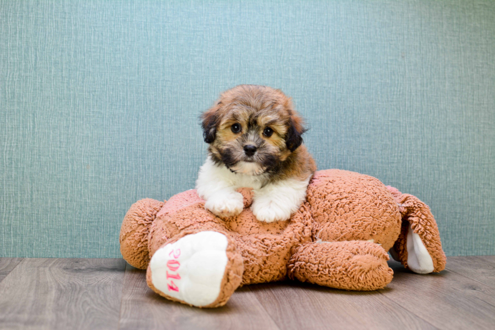 Hypoallergenic Havanese Purebred Pup