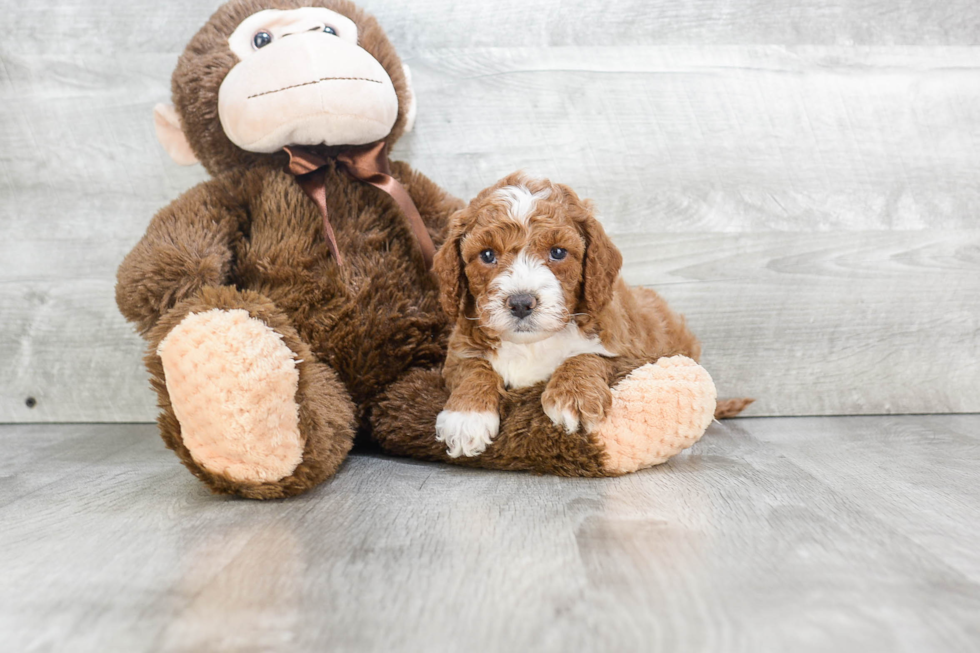 Best Mini Goldendoodle Baby