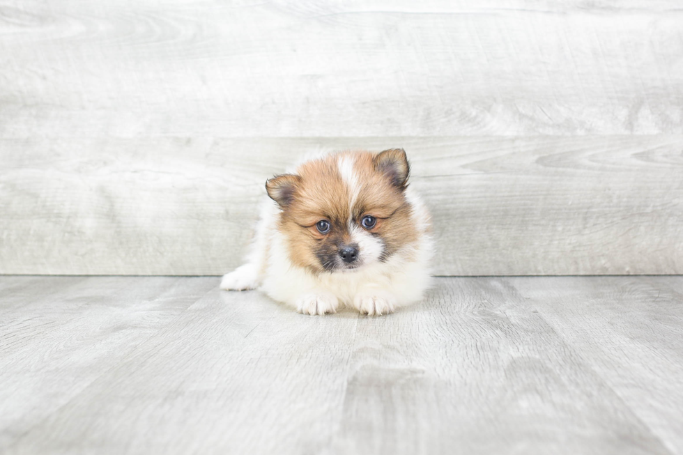 Little Pomeranian Purebred Pup