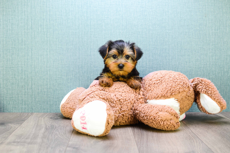 Meet  Teacup-Timmy - our Yorkshire Terrier Puppy Photo 