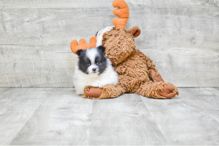 Adorable Pomeranian Purebred Puppy