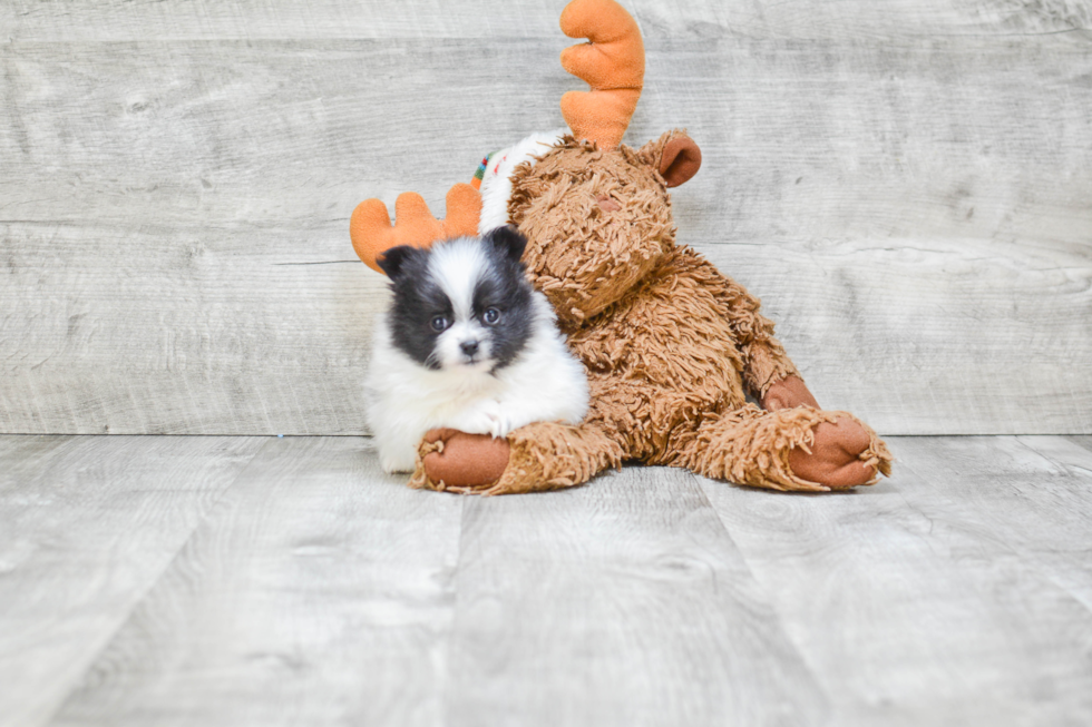 Adorable Pomeranian Purebred Puppy