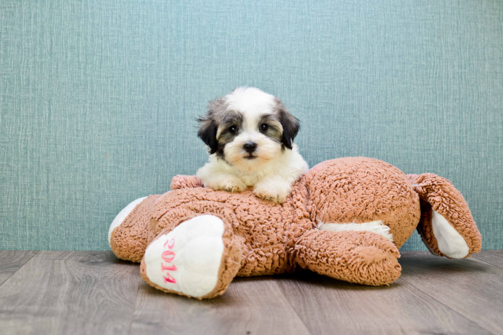 Little Havanese Baby