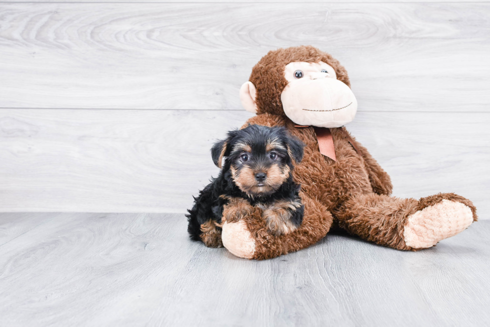 Meet Snickers - our Yorkshire Terrier Puppy Photo 