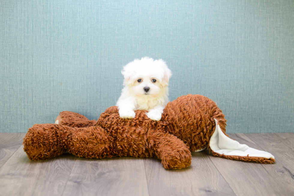 Friendly Maltese Purebred Pup