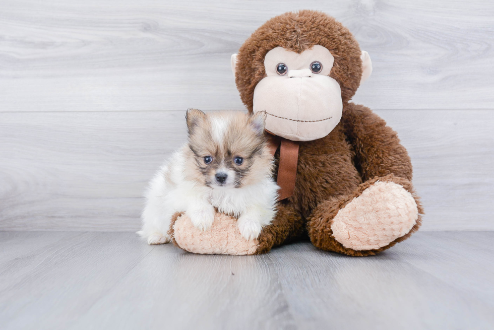 Fluffy Pomeranian Purebred Puppy