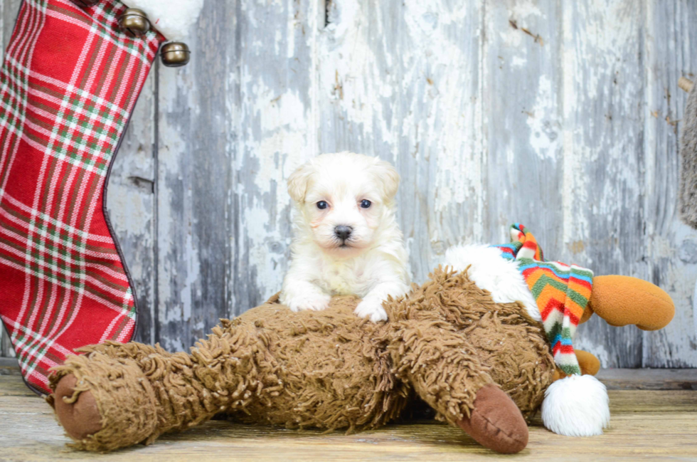 Maltipoo Pup Being Cute