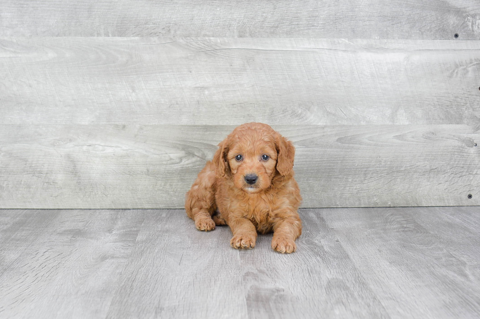 Best Mini Goldendoodle Baby