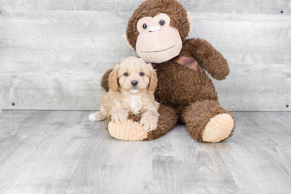 Fluffy Cavapoo Poodle Mix Pup