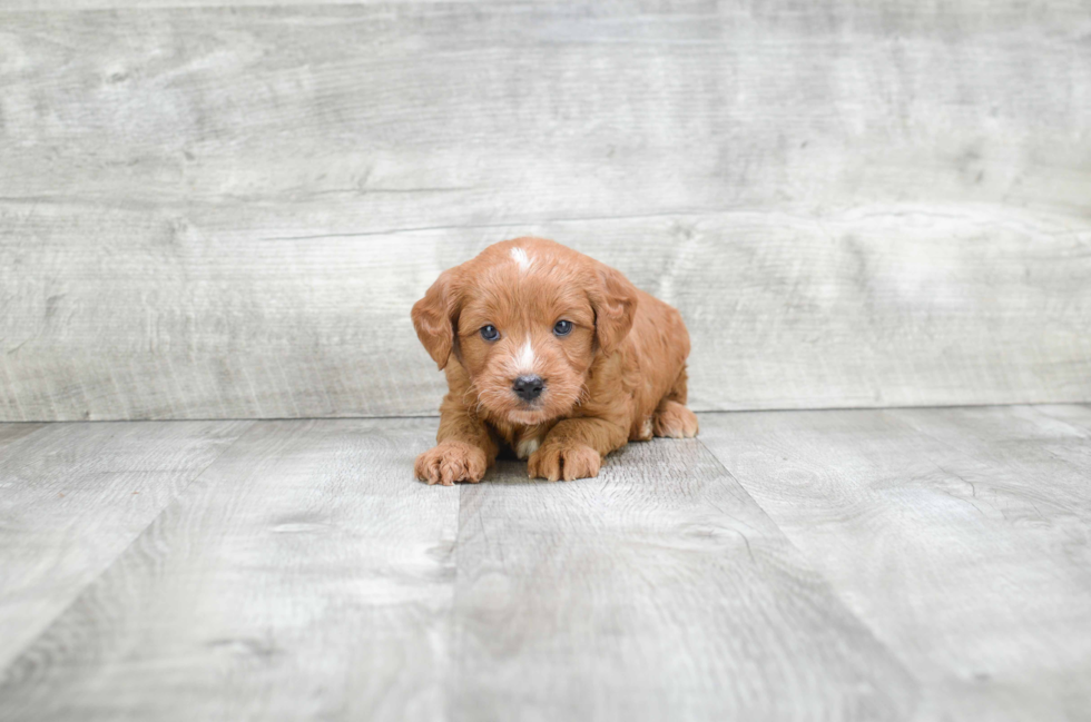 Mini Goldendoodle Pup Being Cute