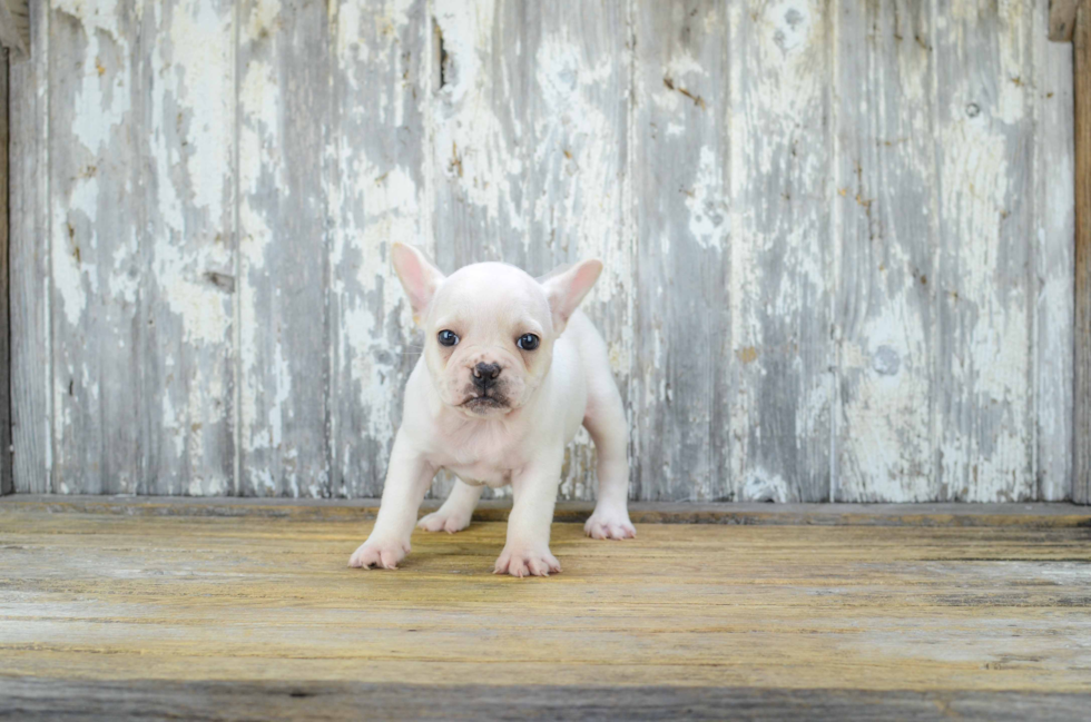 Akc Registered French Bulldog Purebred Pup