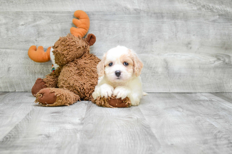 Small Cavachon Baby