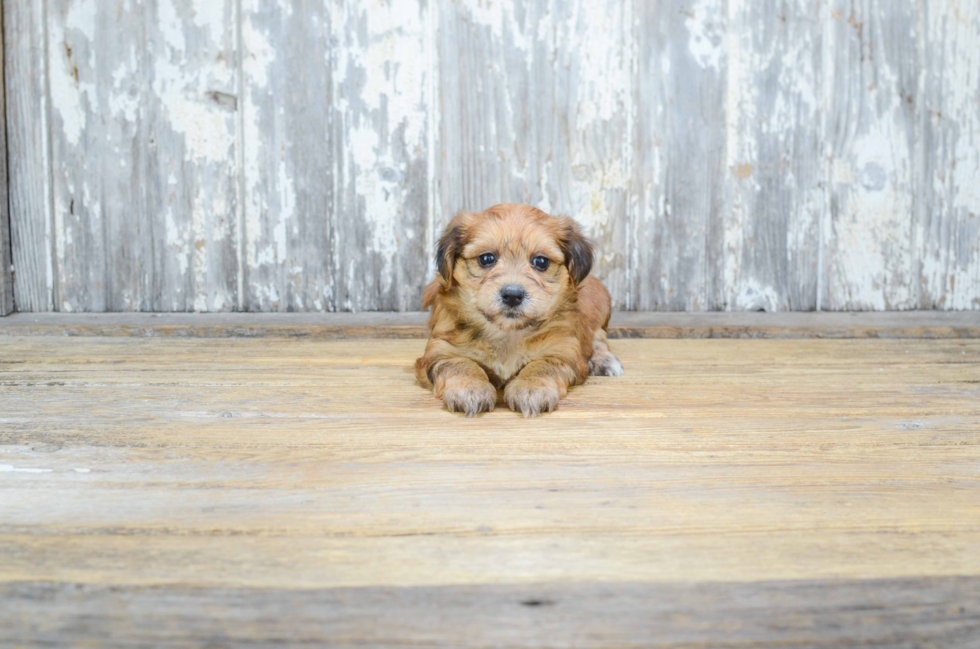 Morkie Pup Being Cute