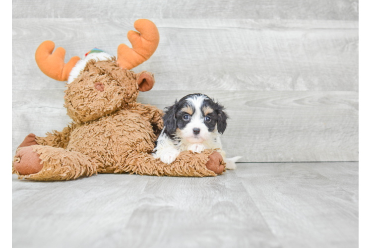 Friendly Cavachon Baby