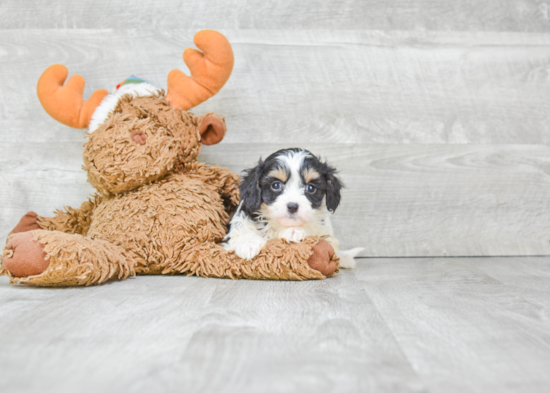 Friendly Cavachon Baby