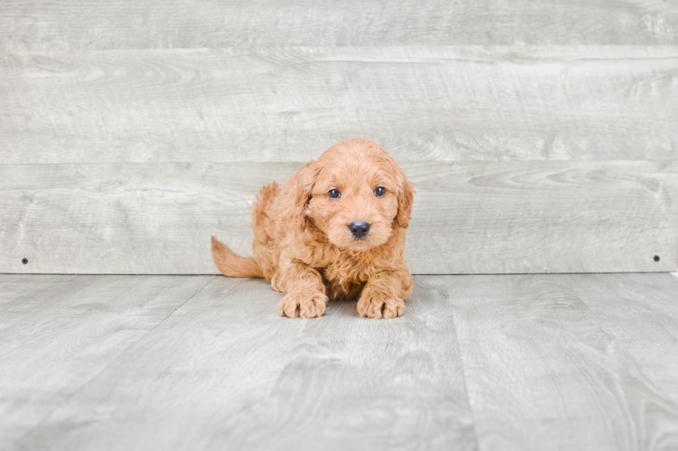 Happy Mini Goldendoodle Baby