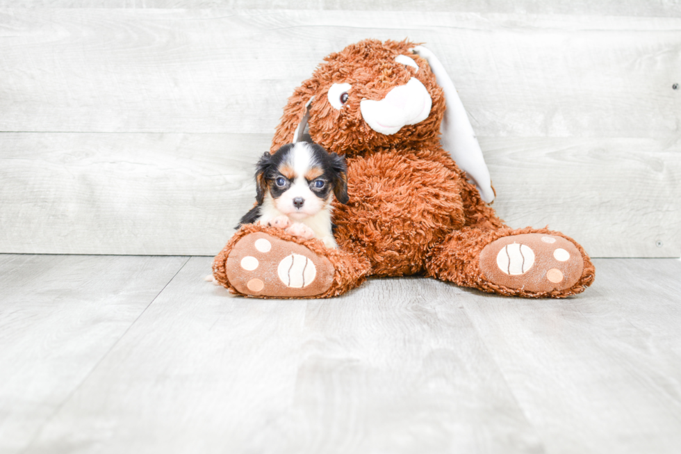 Cavalier King Charles Spaniel Puppy for Adoption