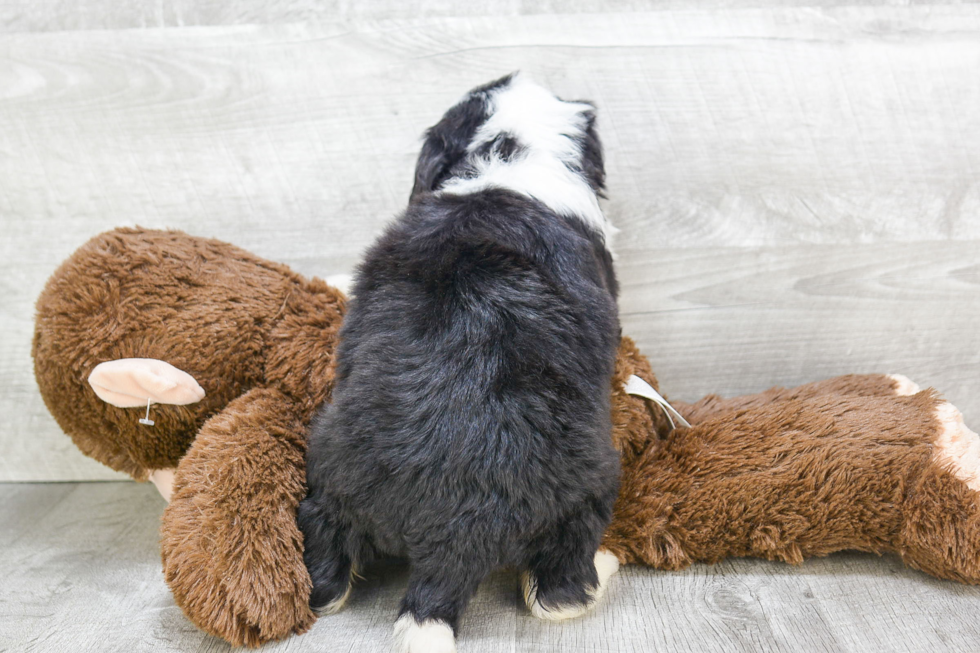 Friendly Mini Bernedoodle Baby