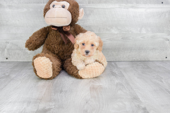 Happy Maltipoo Baby