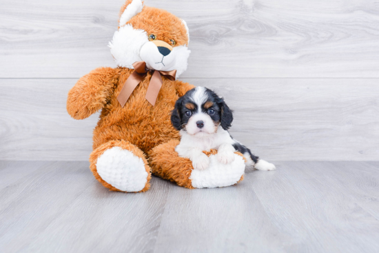 Cavalier King Charles Spaniel Puppy for Adoption