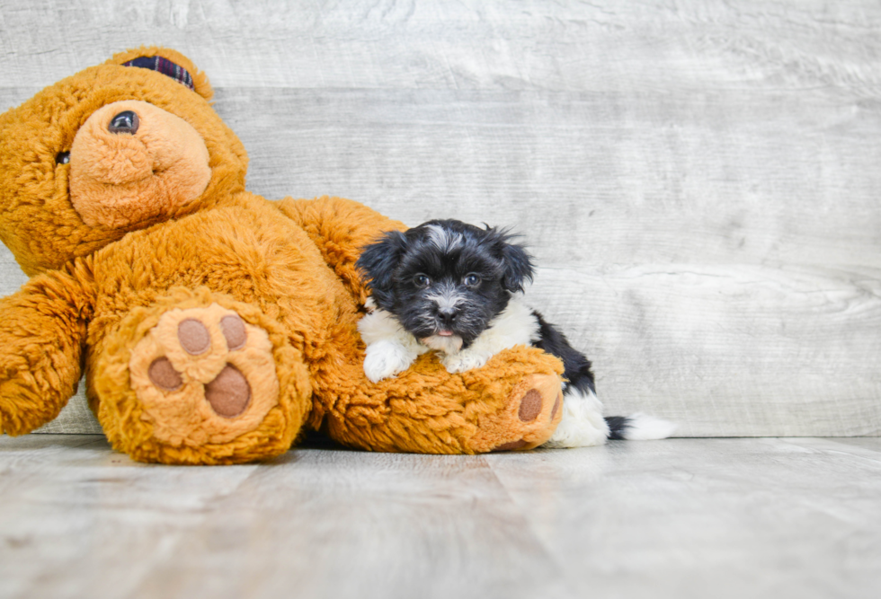 Small Havanese Baby