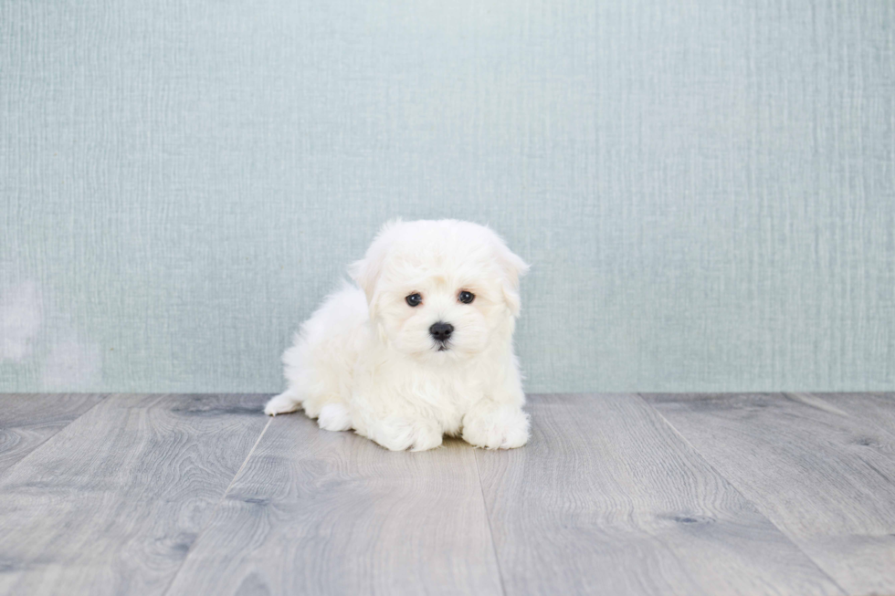 Maltipoo Pup Being Cute