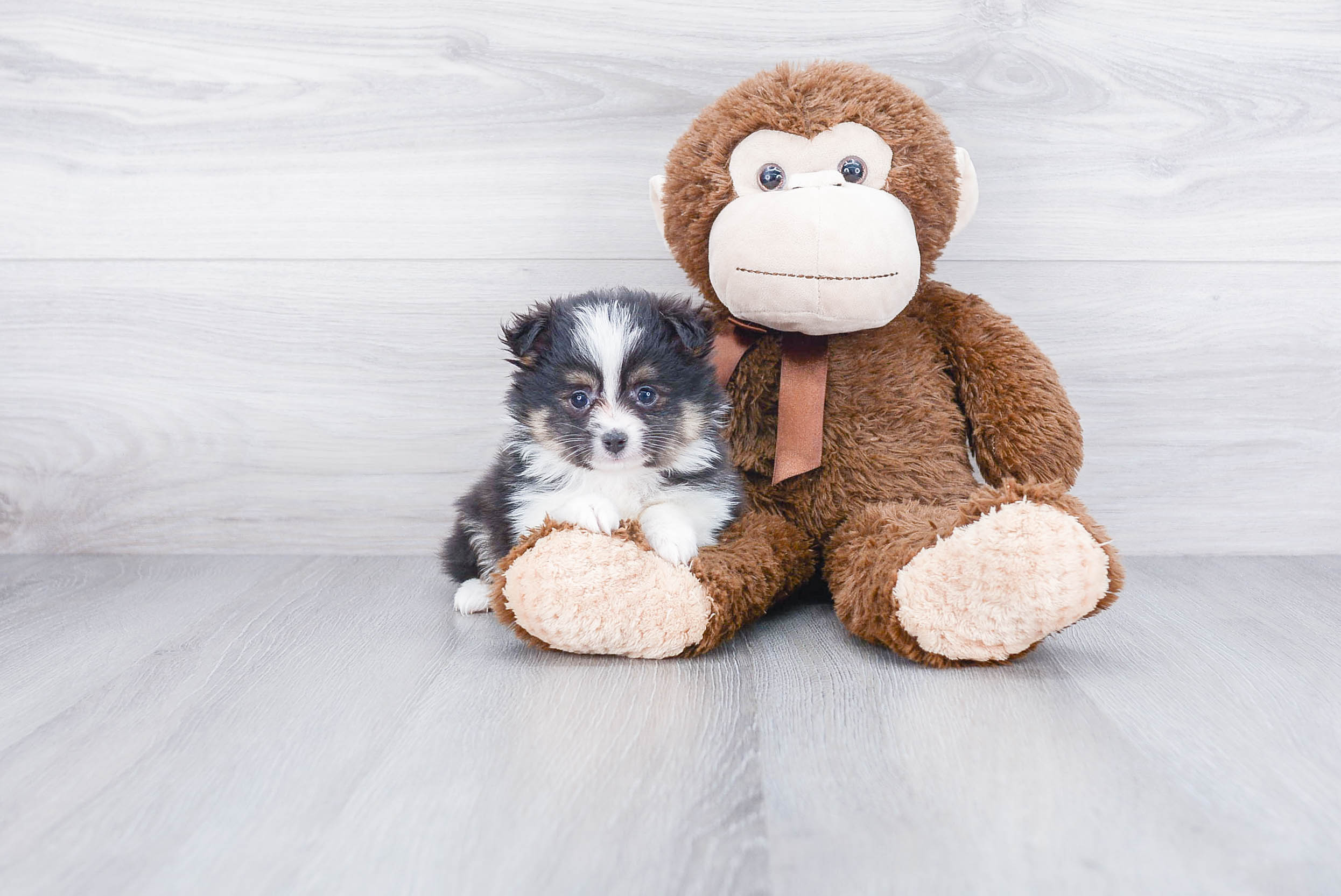 Pomsky Pup Being Cute
