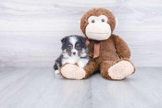 Pomsky Pup Being Cute