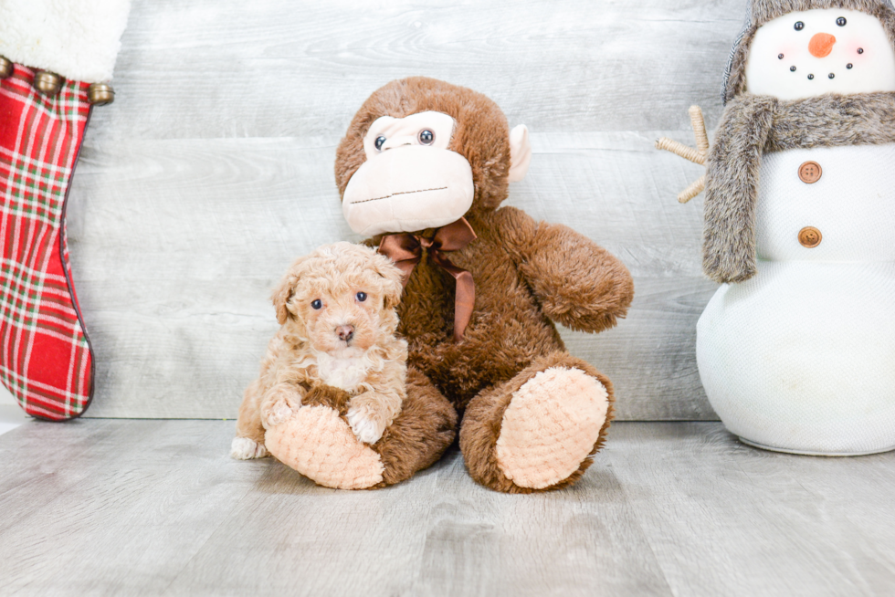 Maltipoo Puppy for Adoption