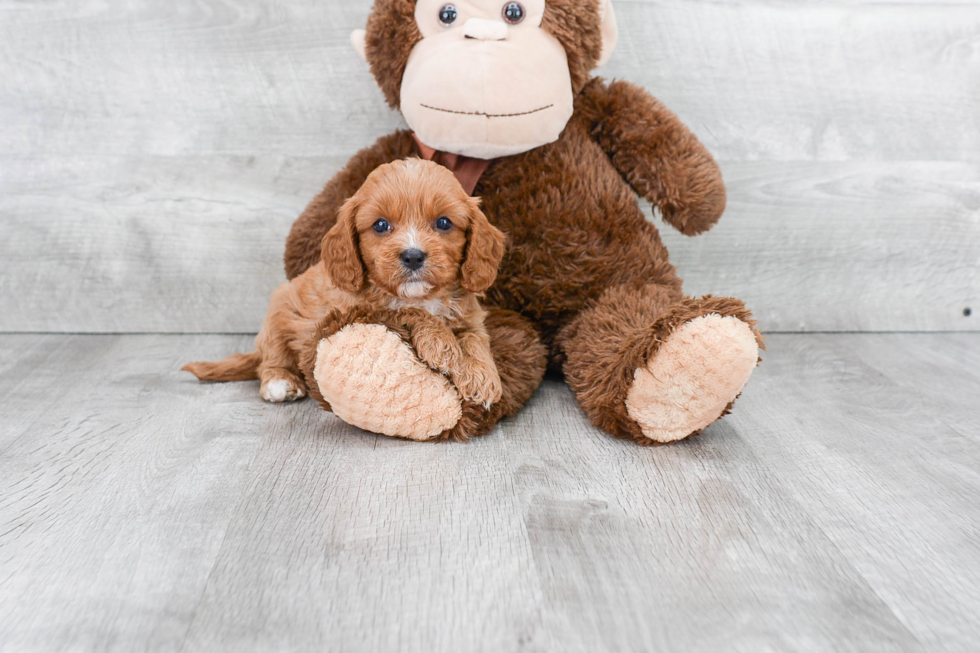 Popular Cavapoo Poodle Mix Pup