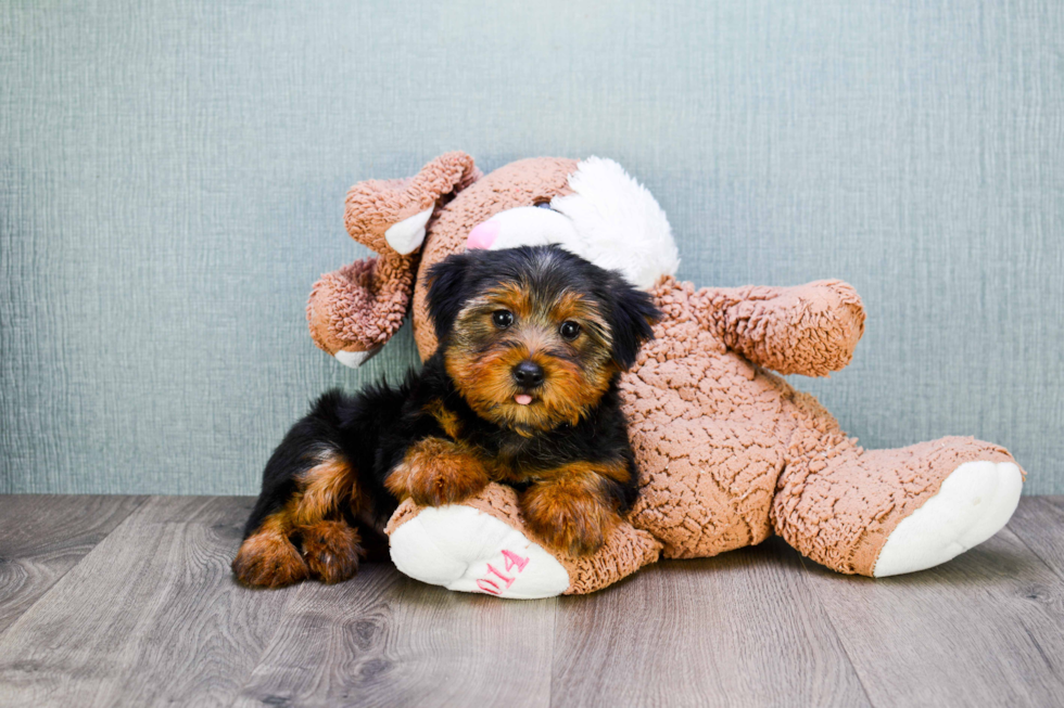 Meet Snickers - our Yorkshire Terrier Puppy Photo 