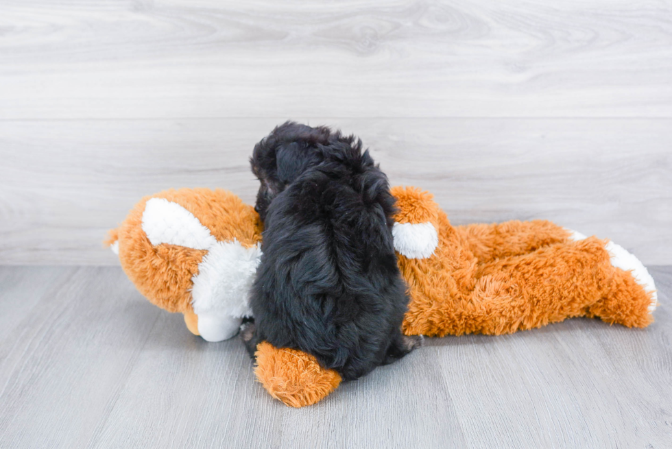 Adorable Aussiepoo Poodle Mix Puppy