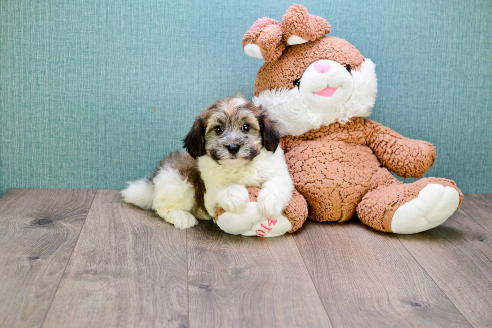 Best Havanese Baby