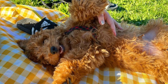 Discover the Sun-Kissed Apricot Mini Goldendoodle 