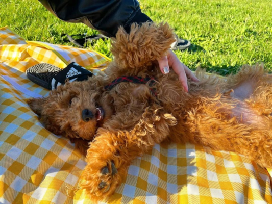 Apricot Mini Goldendoodle: Costs, Coats & Care (Expert Guide) 