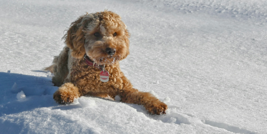 Are Cockapoos Hypoallergenic? Do Cockapoos Shed? 