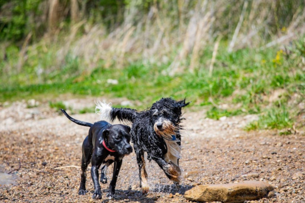 Are Mini Bernedoodles High Energy? An Honest Look at Daily Life