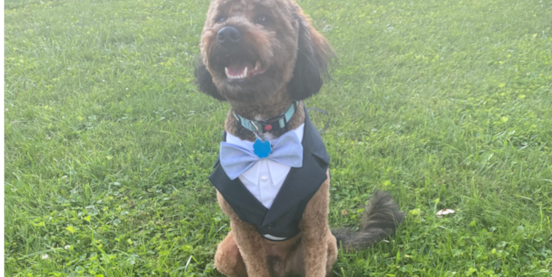 Are Mini Bernedoodles Hypoallergenic? Shedding, Allergies & More