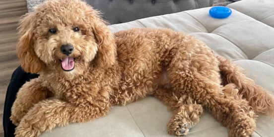 Are All Mini Goldendoodles Hypoallergenic? 