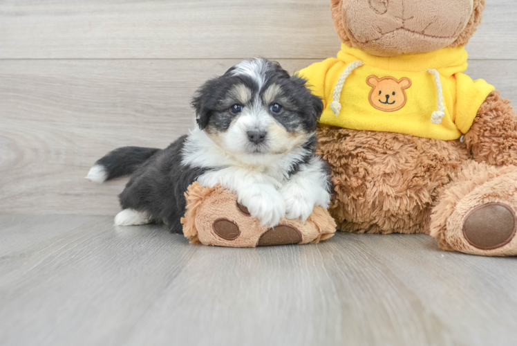 Aussiechon Puppy for Adoption