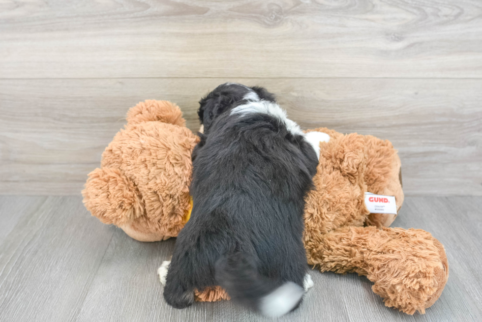 Hypoallergenic Australian Designer Puppy