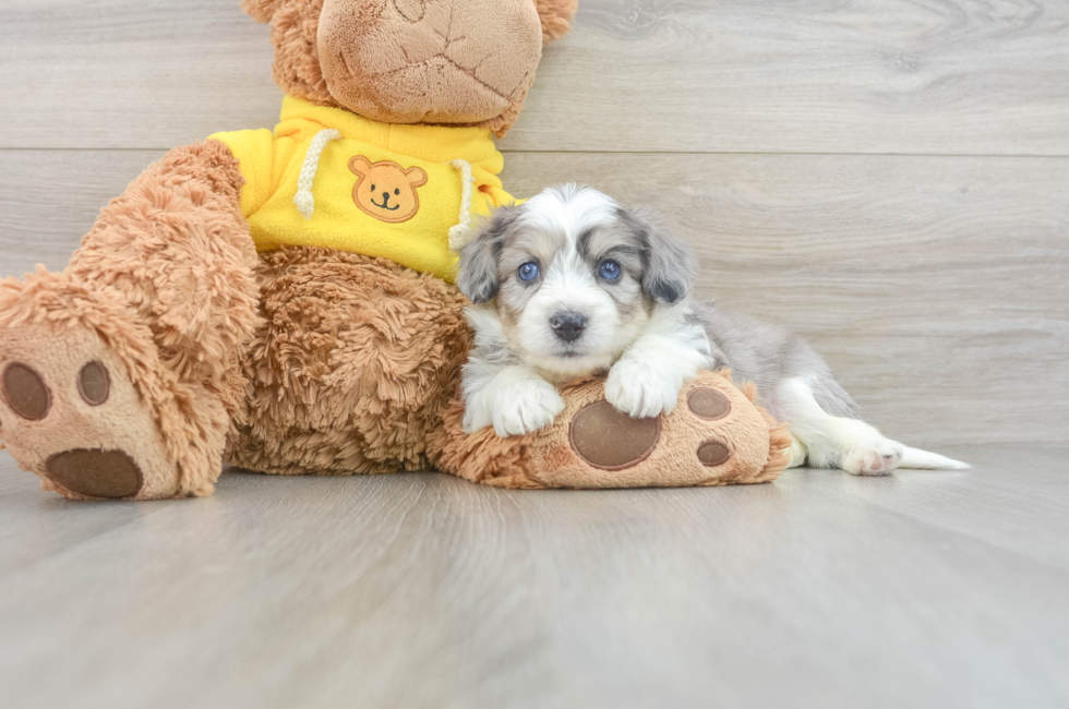 5 week old Aussiechon Puppy For Sale - Premier Pups