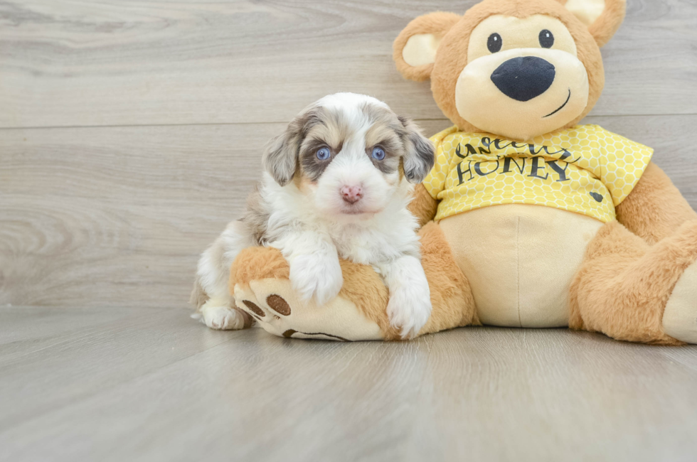 5 week old Aussiechon Puppy For Sale - Premier Pups