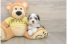 Aussiechon Pup Being Cute