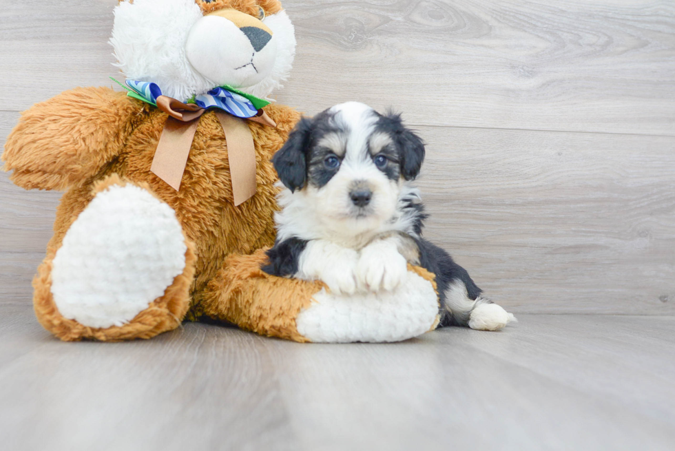 Little Australian Designer Puppy