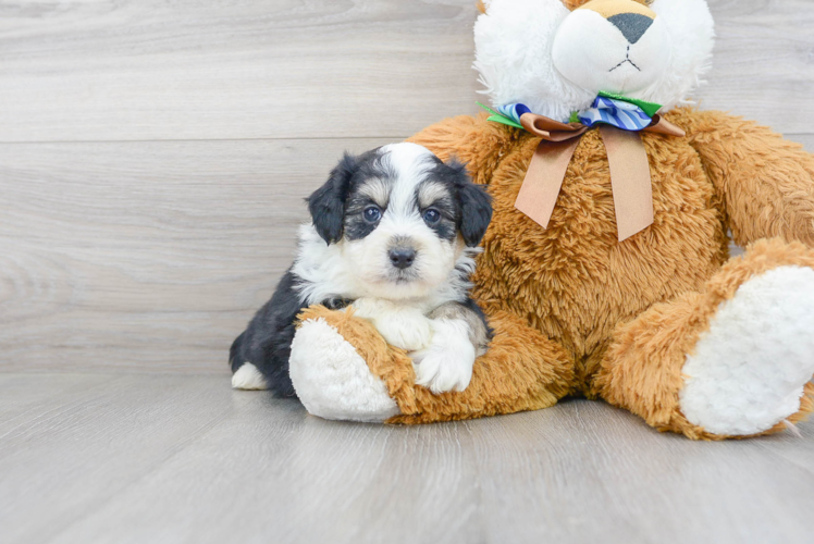 Funny Aussiechon Designer Pup