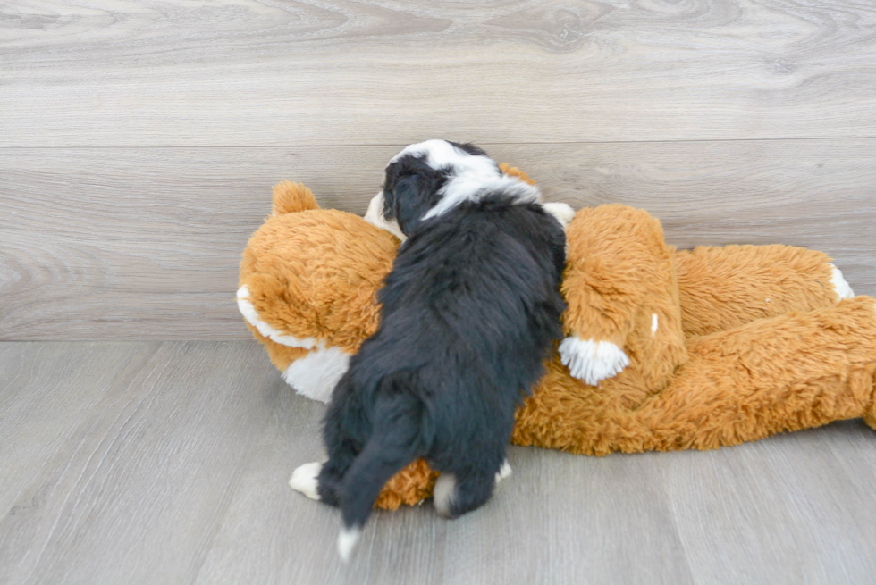 Sweet Aussiechon Baby