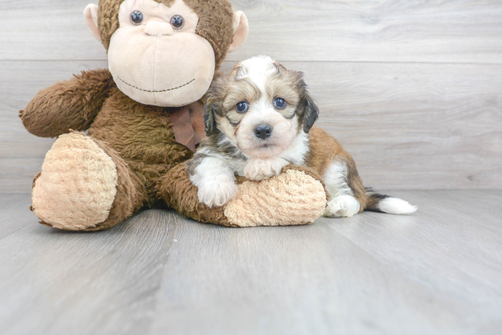 Aussiechon Pup Being Cute